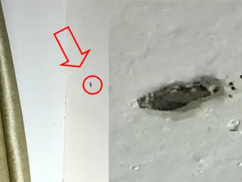 How to Get Rid of Kamitetep in Your Apartment: Tiny Insects That Cause Swelling